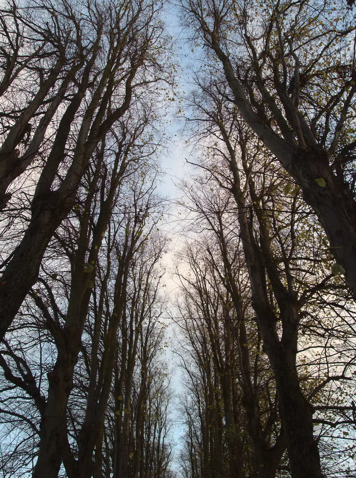 The skeleton trees of Oaksmere's drive, from Apples and Electromagnets, Norfolk and Suffolk - 6th November 2016