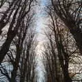 The skeleton trees of Oaksmere's drive, Apples and Electromagnets, Norfolk and Suffolk - 6th November 2016