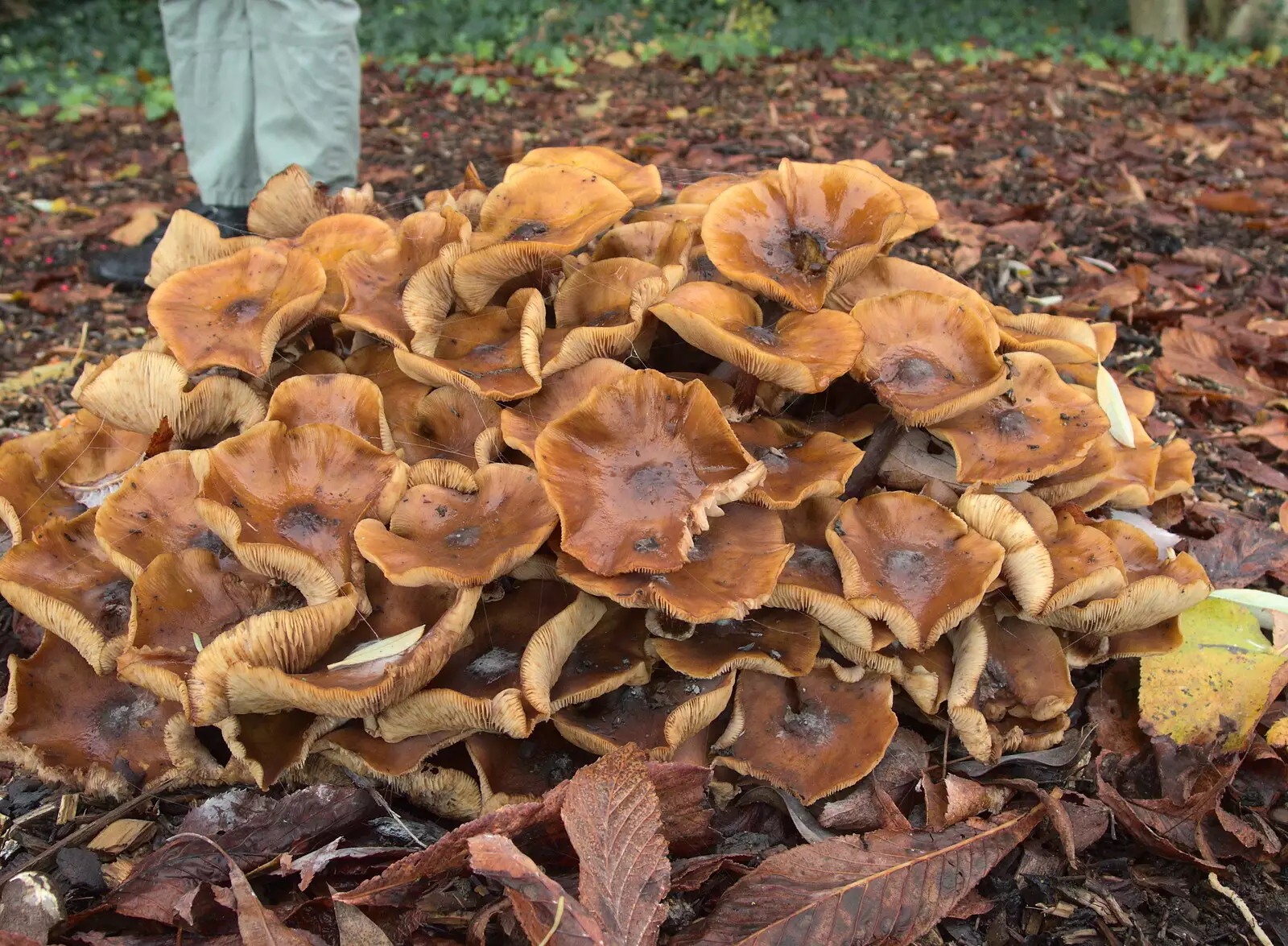 Some cool mushrooms, from Apples and Electromagnets, Norfolk and Suffolk - 6th November 2016