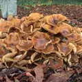 Some cool mushrooms, Apples and Electromagnets, Norfolk and Suffolk - 6th November 2016