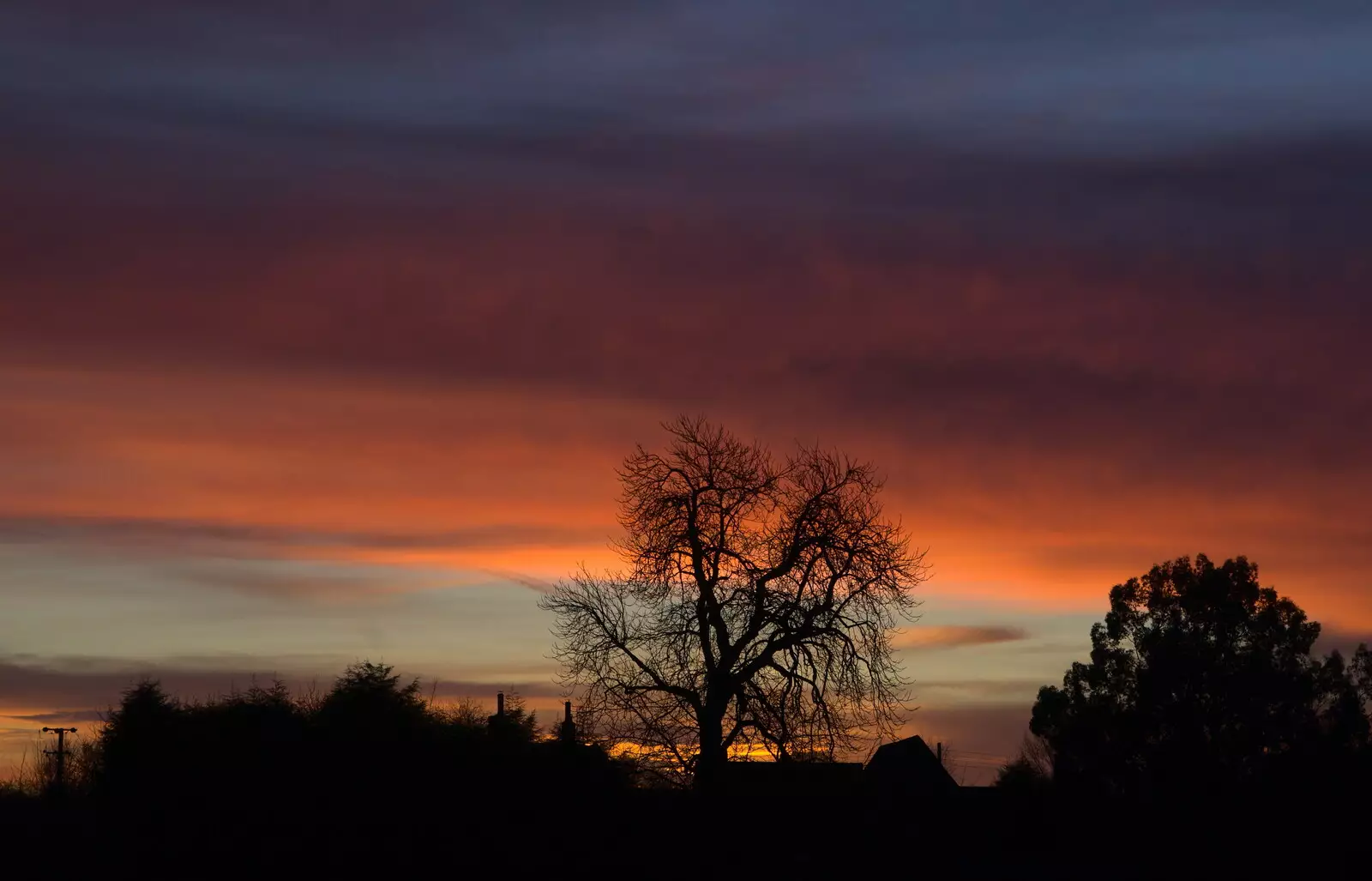 A tree in the sunset, from Jack's Birthday and New Windows, Brome and Brockdish, Norfolk - 4th December 2016