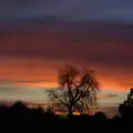 A tree in the sunset, Jack's Birthday and New Windows, Brome and Brockdish, Norfolk - 4th December 2016