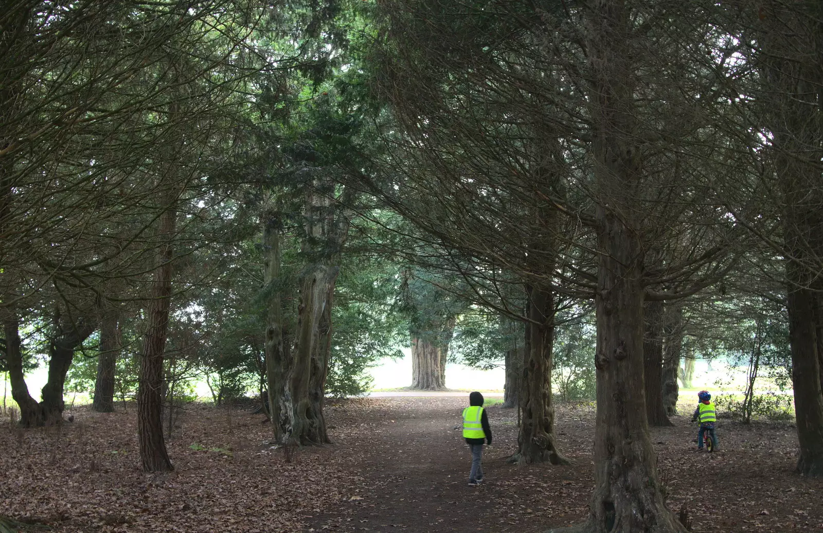 The boys in the trees, from A Trip to Ickworth House, Horringer, Suffolk - 30th December 2016