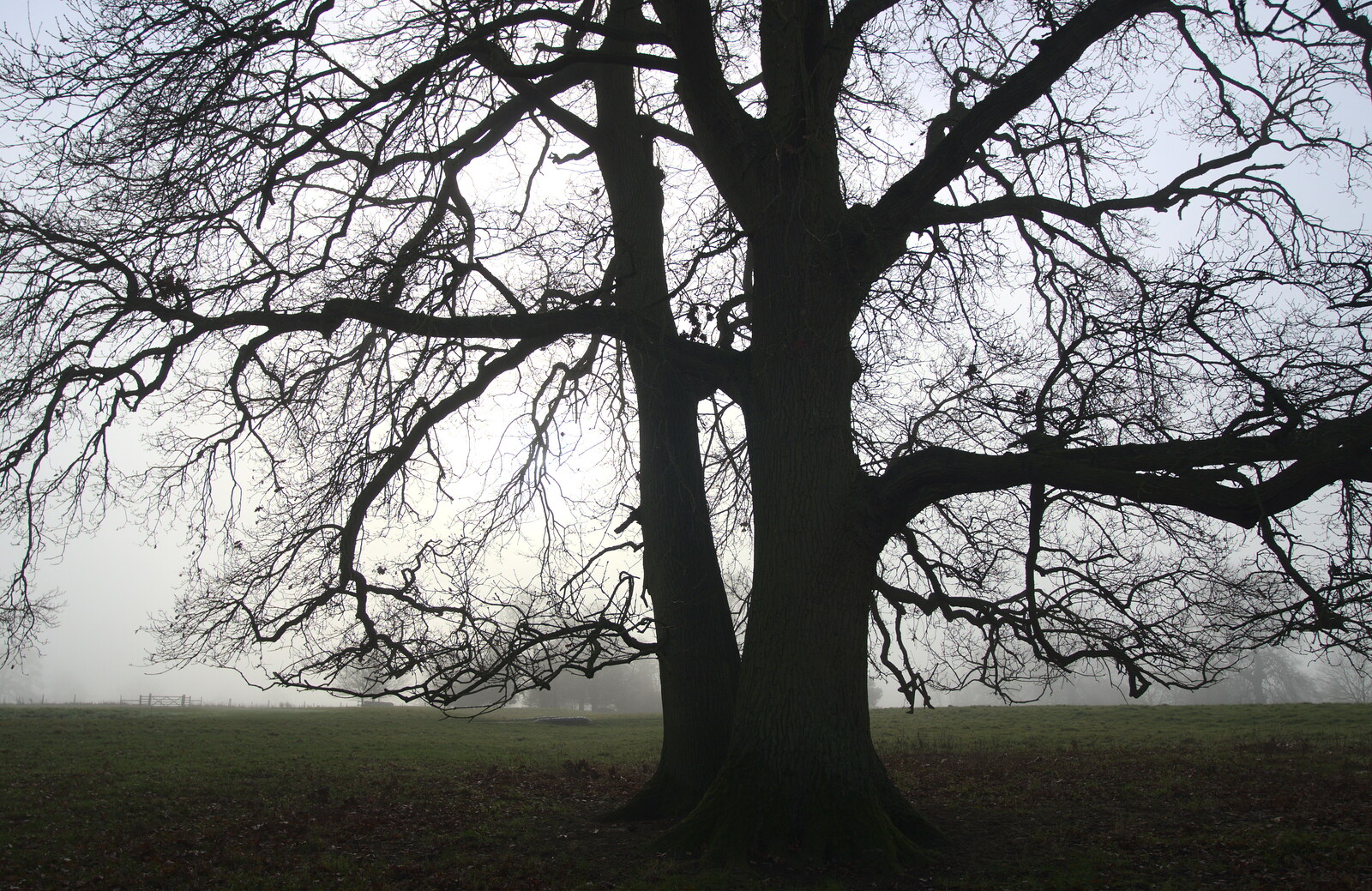 A tree silhouette from A Trip to Ickworth House, Horringer, Suffolk - 30th December 2016