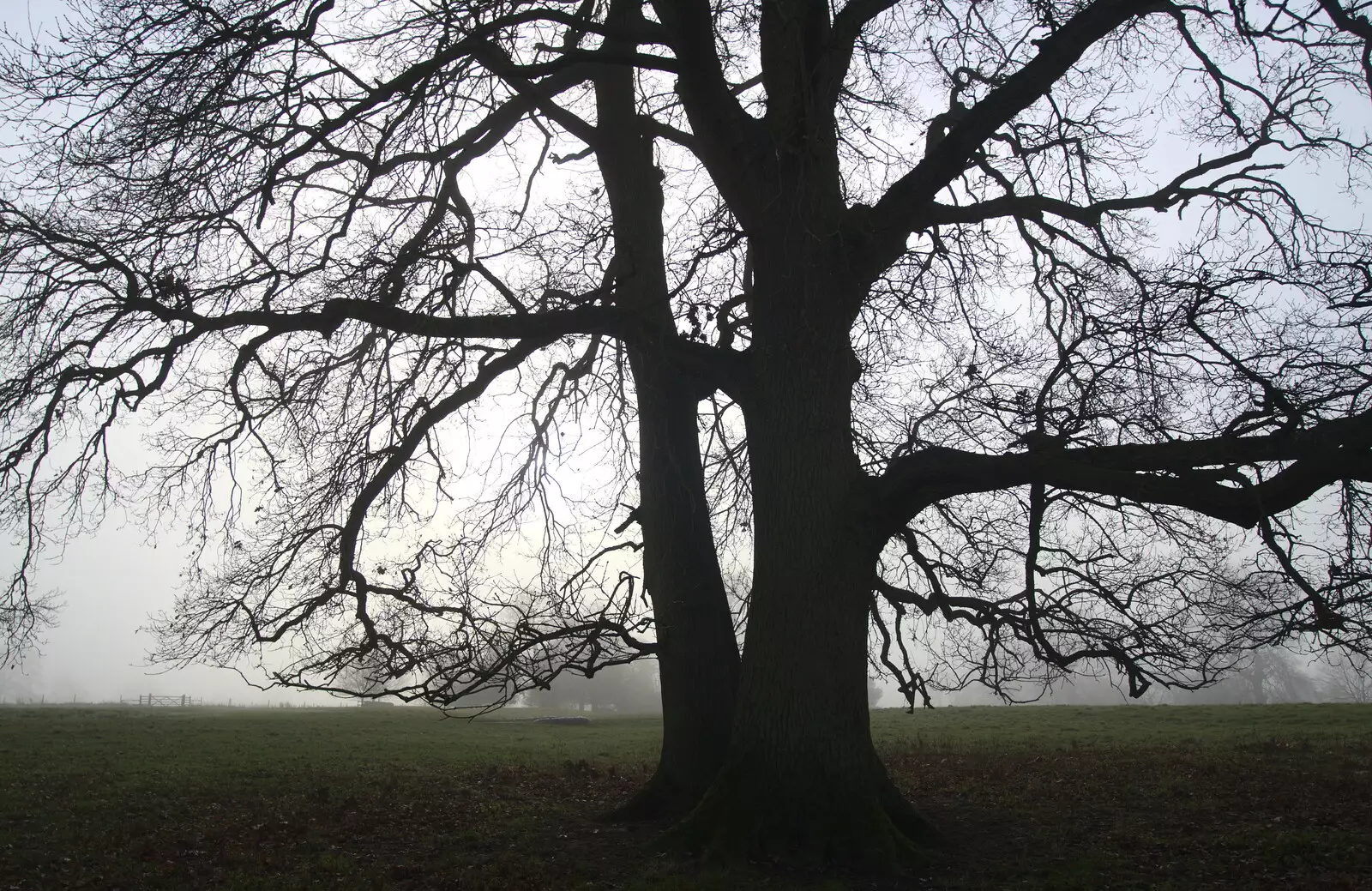 A tree silhouette, from A Trip to Ickworth House, Horringer, Suffolk - 30th December 2016