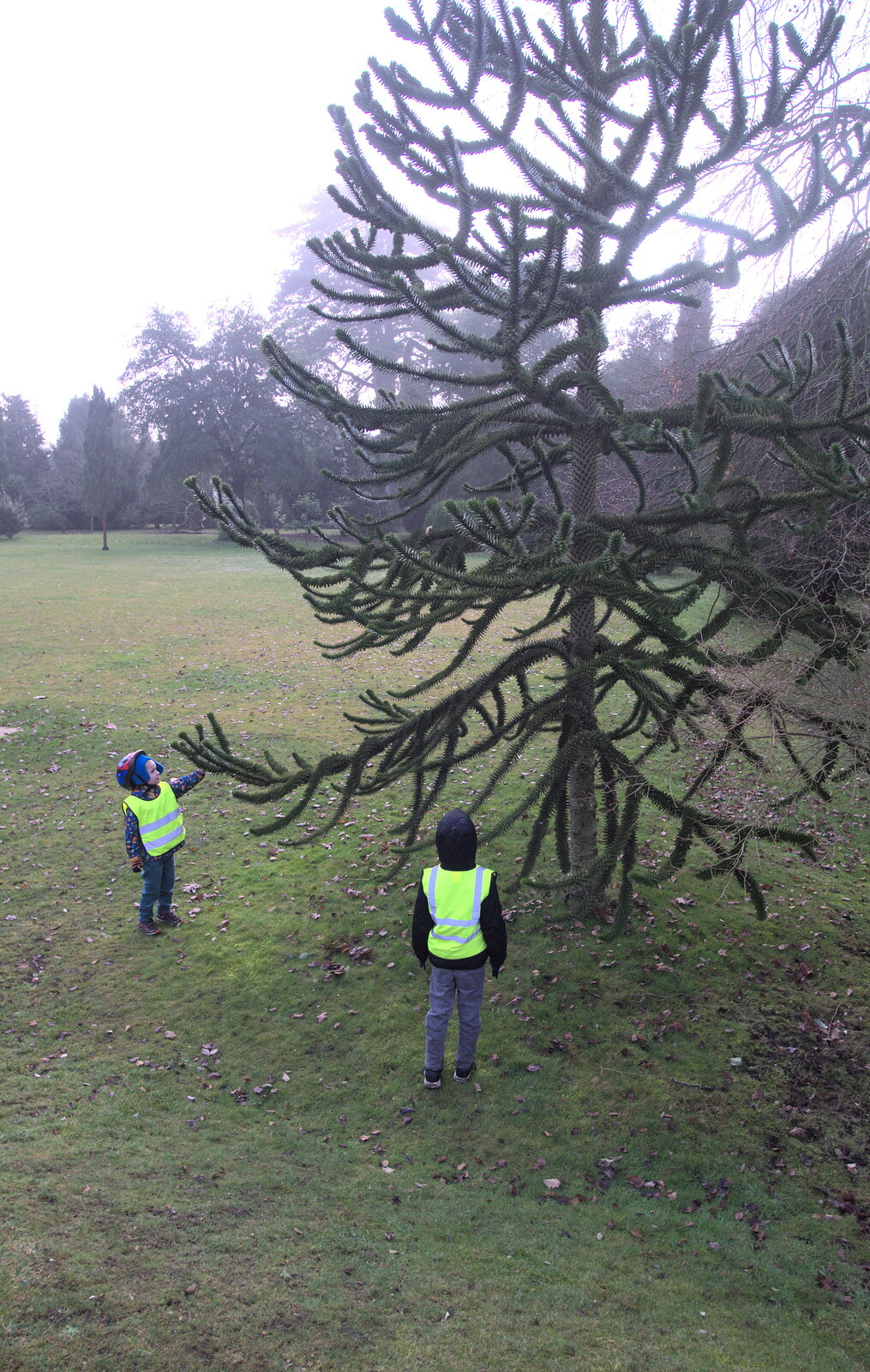 The boys look at a Monkey Puzzle tree from A Trip to Ickworth House, Horringer, Suffolk - 30th December 2016