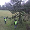 The boys look at a Monkey Puzzle tree, A Trip to Ickworth House, Horringer, Suffolk - 30th December 2016