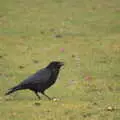 A crow eats a bit of discarded apple, A Trip to Ickworth House, Horringer, Suffolk - 30th December 2016