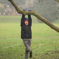 Fred hangs from a tree, A Trip to Ickworth House, Horringer, Suffolk - 30th December 2016