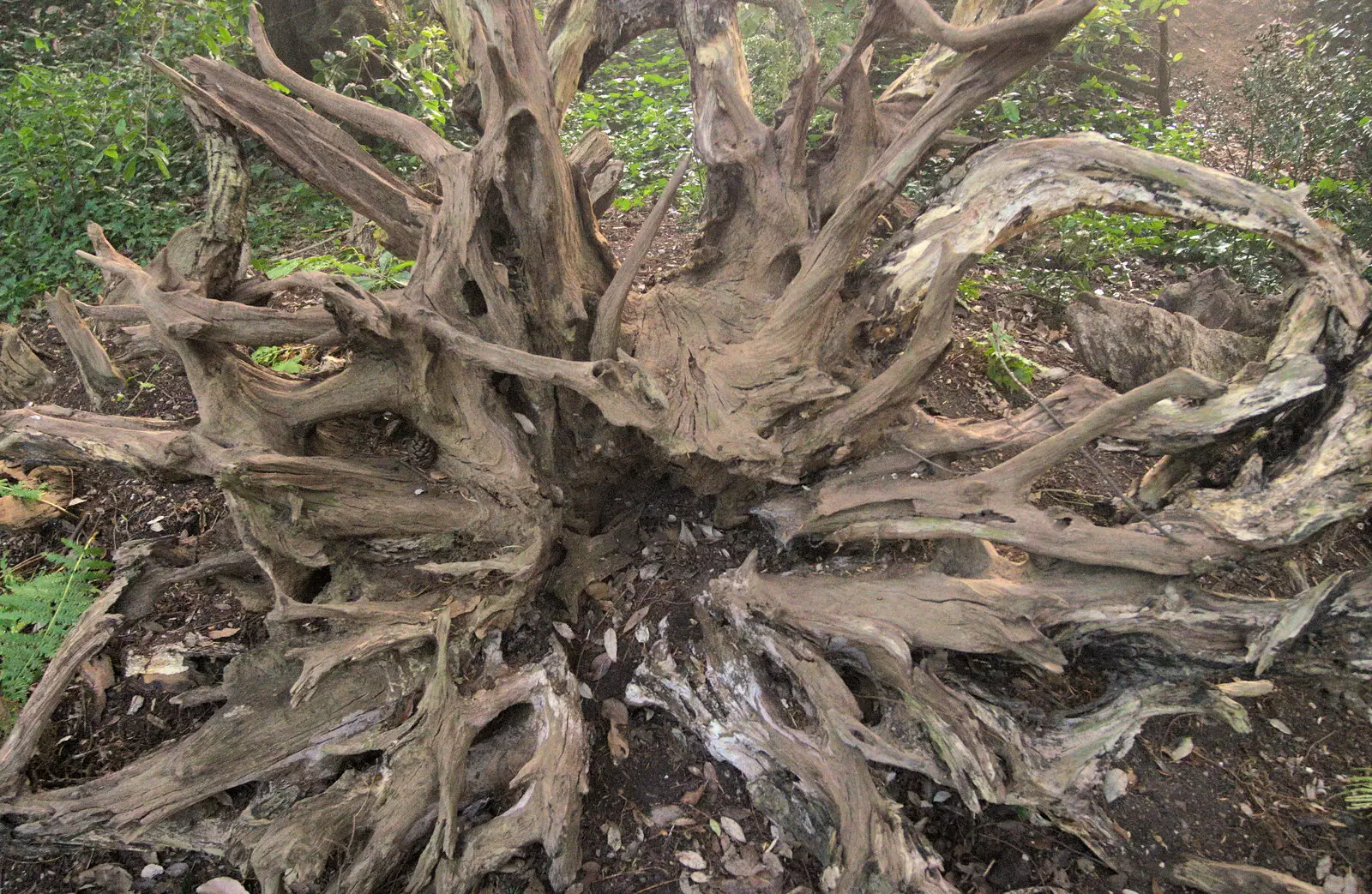 A stump in the stumpery, from A Trip to Ickworth House, Horringer, Suffolk - 30th December 2016