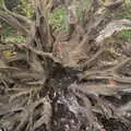 A stump in the stumpery, A Trip to Ickworth House, Horringer, Suffolk - 30th December 2016