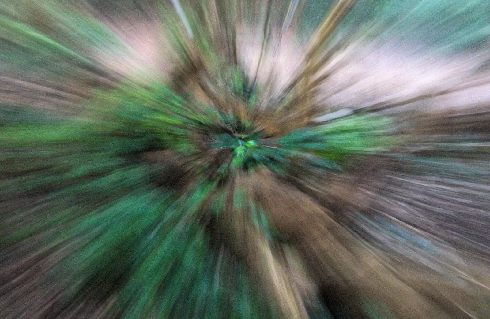 A zoom exposure of a bush, from A Trip to Ickworth House, Horringer, Suffolk - 30th December 2016