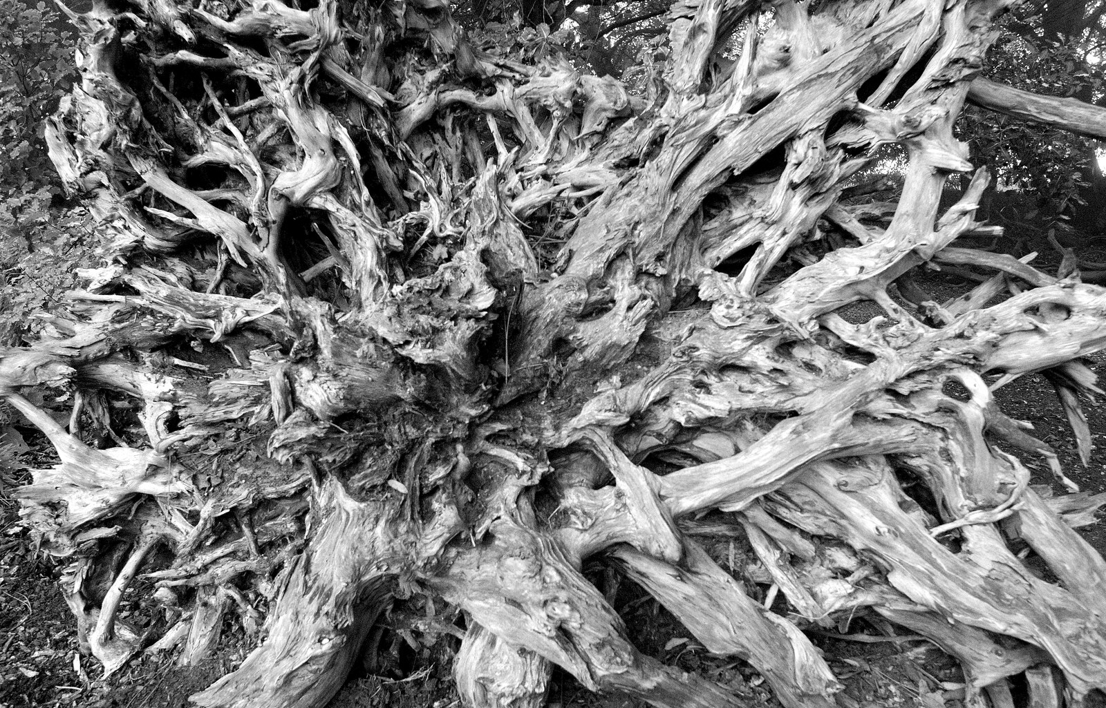 An amazing tree root, exposed in the Stumpery from A Trip to Ickworth House, Horringer, Suffolk - 30th December 2016