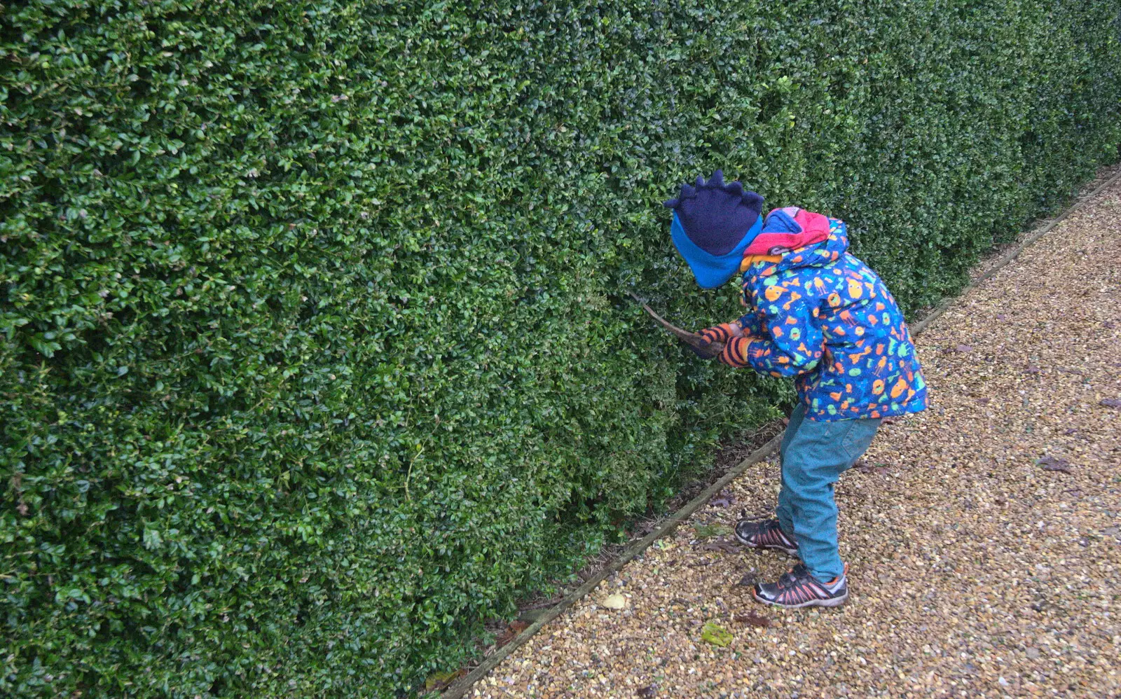 Harry pokes around in a hedge, from A Trip to Ickworth House, Horringer, Suffolk - 30th December 2016