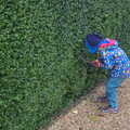 Harry pokes around in a hedge, A Trip to Ickworth House, Horringer, Suffolk - 30th December 2016