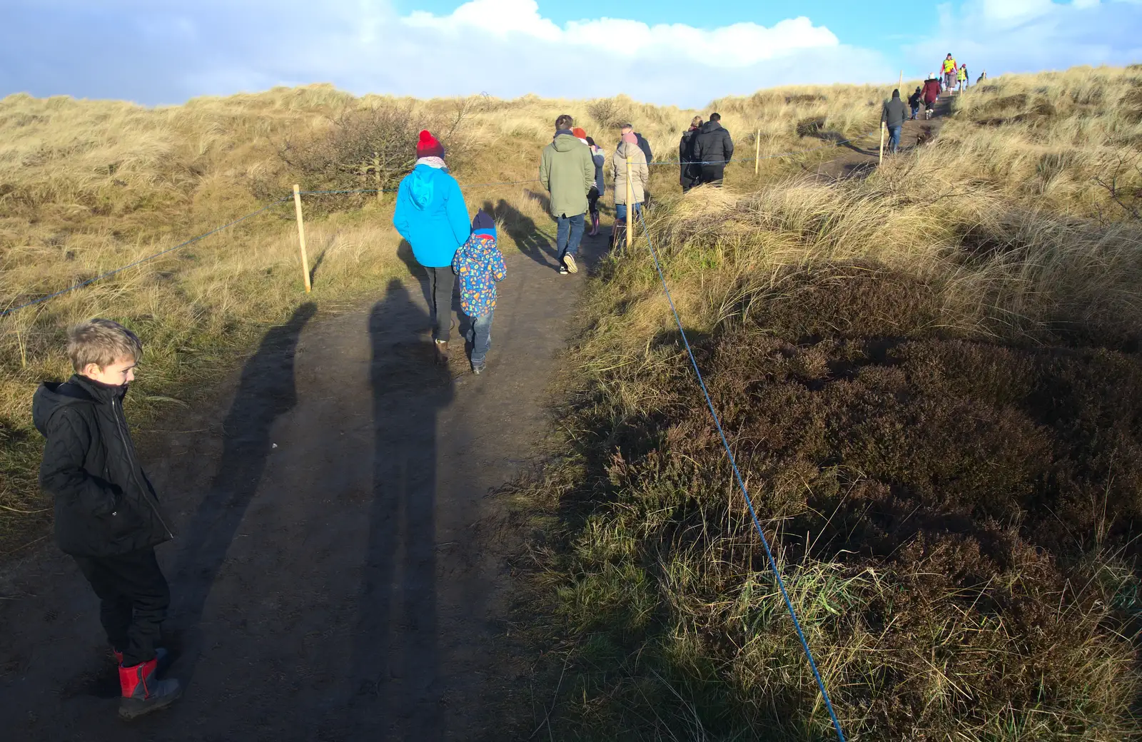 We follow the herds up to the top of the dunes, from Horsey Seals and Sea Palling, Norfolk Coast - 2nd January 2017