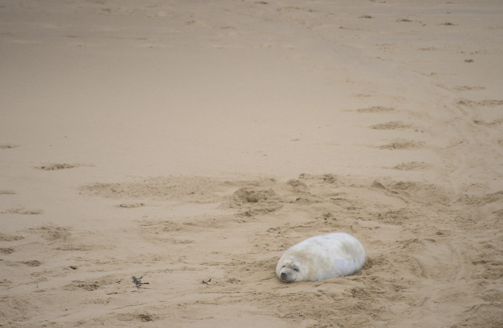 A seal pup lolls on the beach from Horsey Seals and Sea Palling, Norfolk Coast - 2nd January 2017