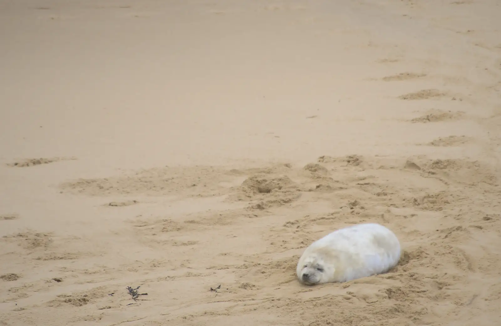 A seal pup lolls on the beach, from Horsey Seals and Sea Palling, Norfolk Coast - 2nd January 2017