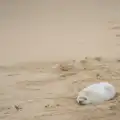 A seal pup lolls on the beach, Horsey Seals and Sea Palling, Norfolk Coast - 2nd January 2017