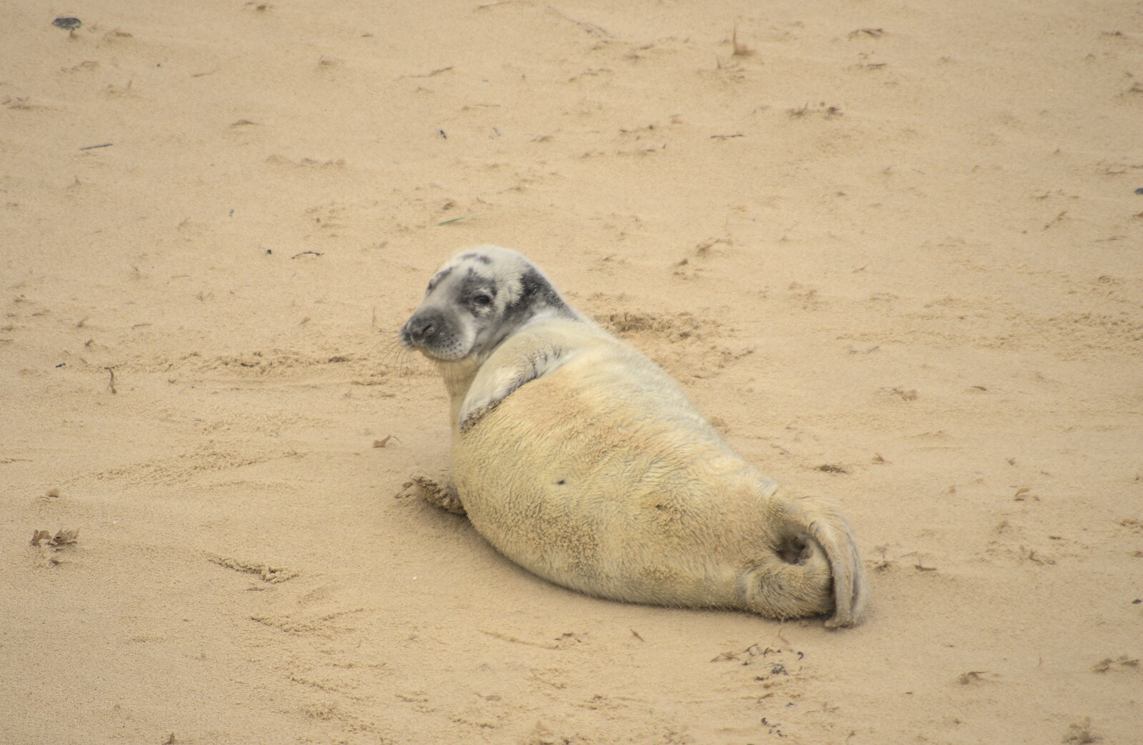 Another seal rolls around from Horsey Seals and Sea Palling, Norfolk Coast - 2nd January 2017