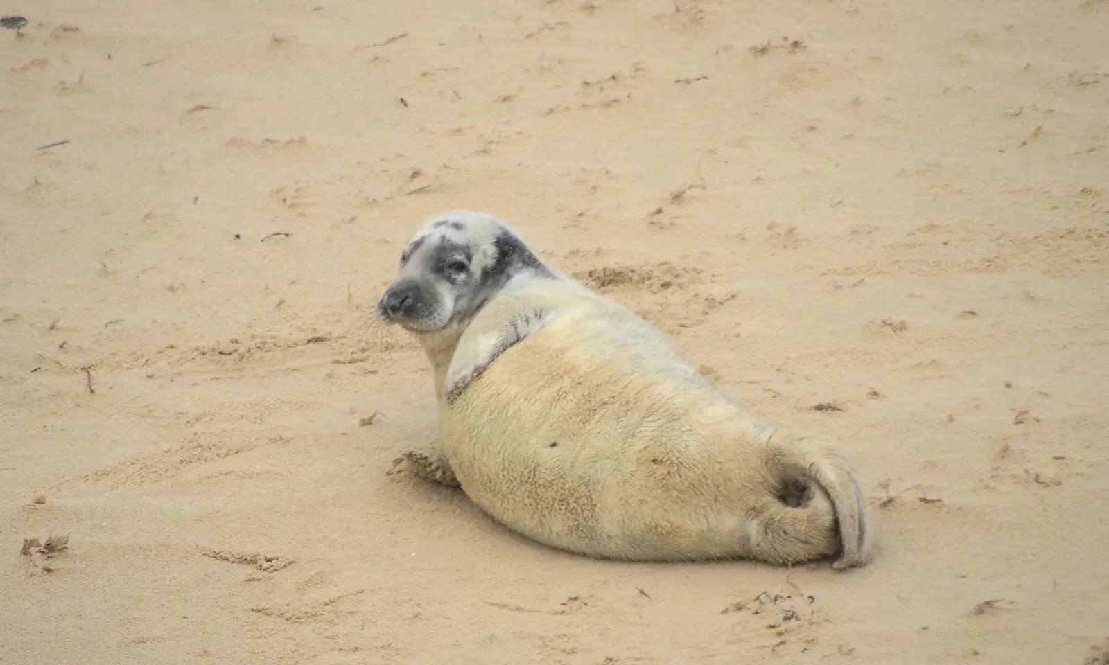 Another seal rolls around, from Horsey Seals and Sea Palling, Norfolk Coast - 2nd January 2017