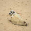 Another seal rolls around, Horsey Seals and Sea Palling, Norfolk Coast - 2nd January 2017