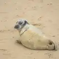 Another seal rolls around, Horsey Seals and Sea Palling, Norfolk Coast - 2nd January 2017