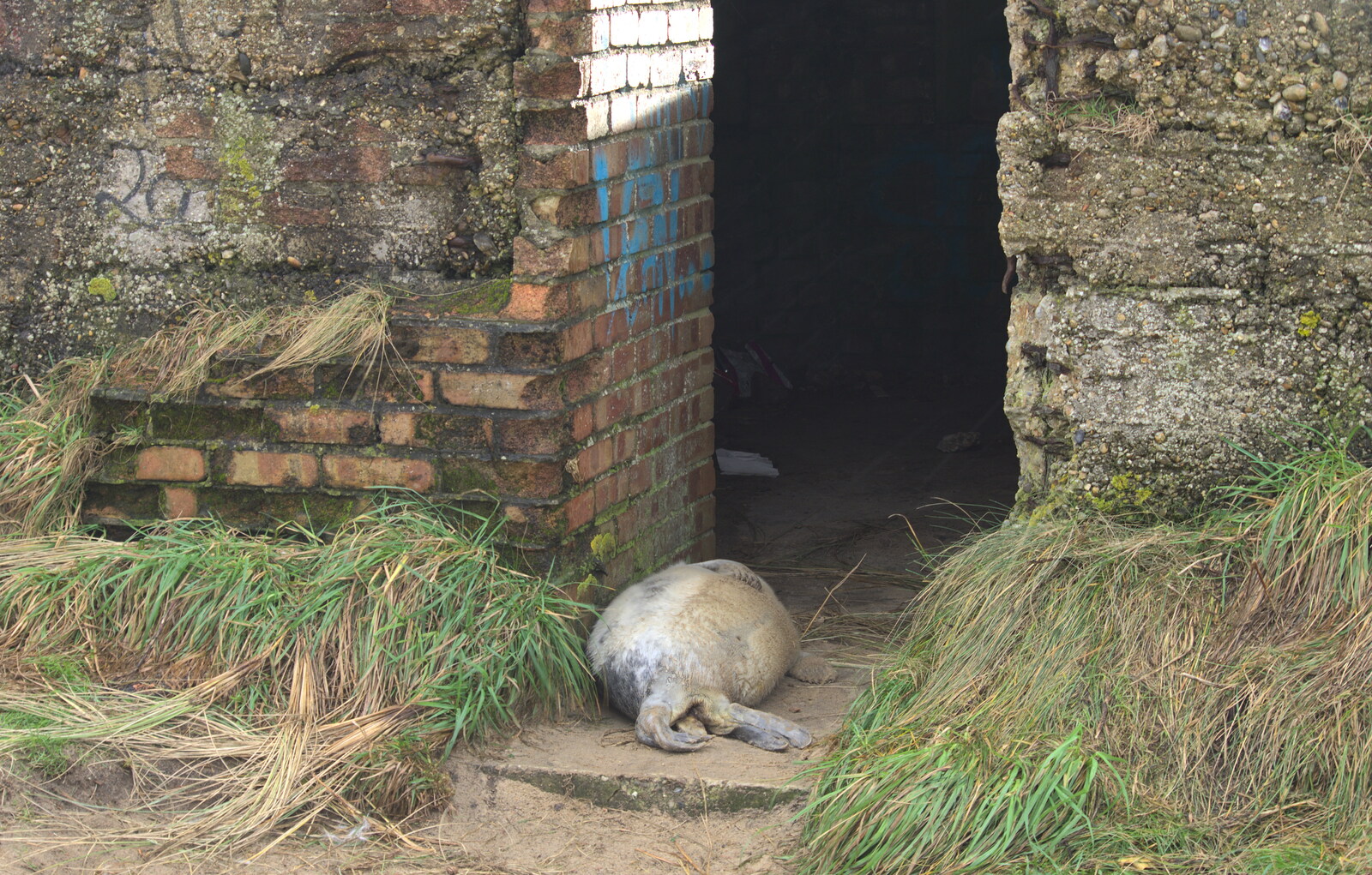 Another seal pup sleeps in the pill box from Horsey Seals and Sea Palling, Norfolk Coast - 2nd January 2017