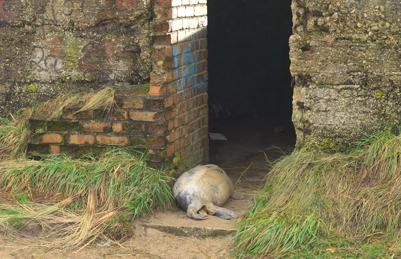 Another seal pup sleeps in the pill box, from Horsey Seals and Sea Palling, Norfolk Coast - 2nd January 2017