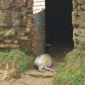 Another seal pup sleeps in the pill box, Horsey Seals and Sea Palling, Norfolk Coast - 2nd January 2017