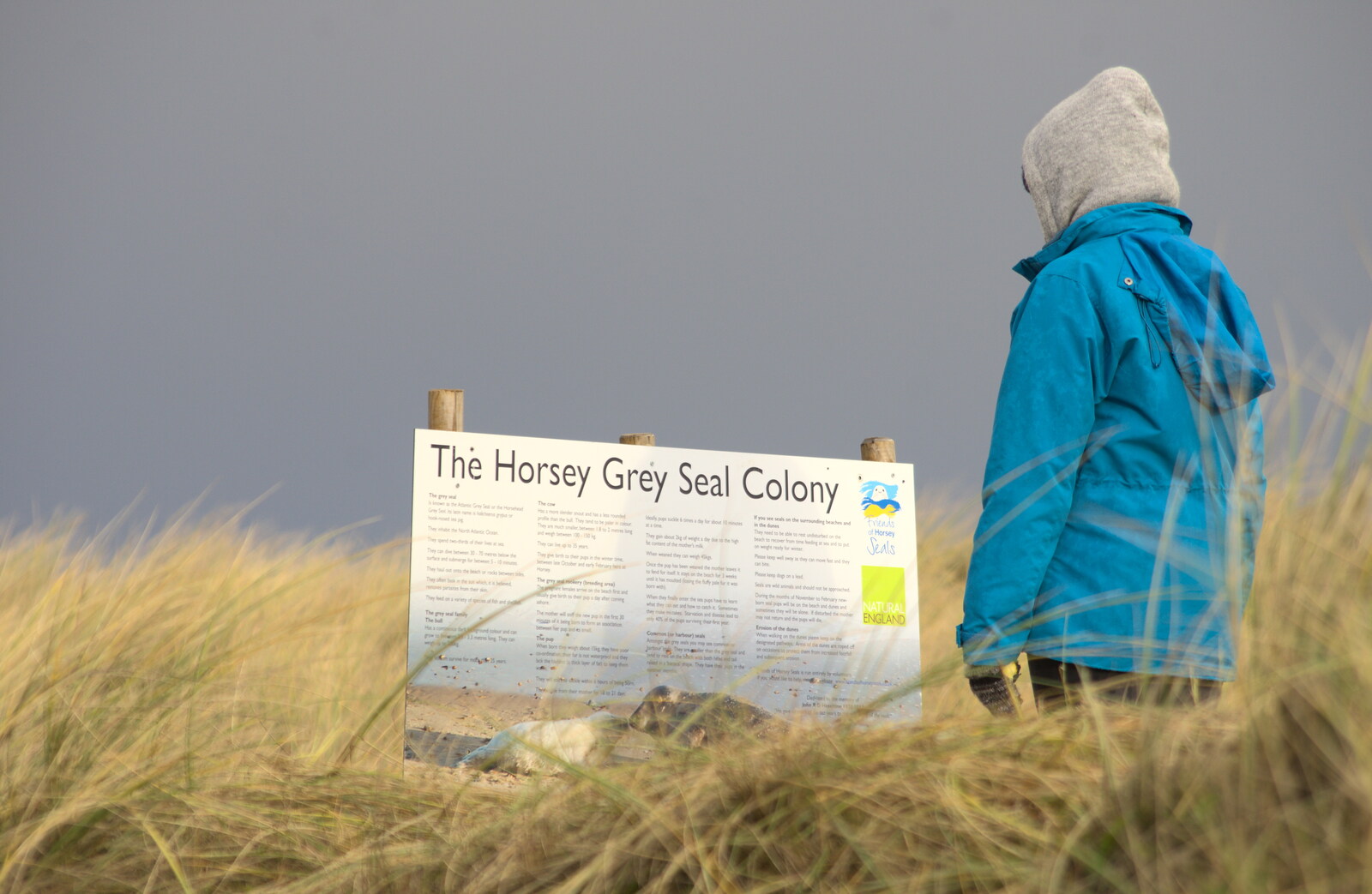 Isobel reads about the Horsey grey seals from Horsey Seals and Sea Palling, Norfolk Coast - 2nd January 2017