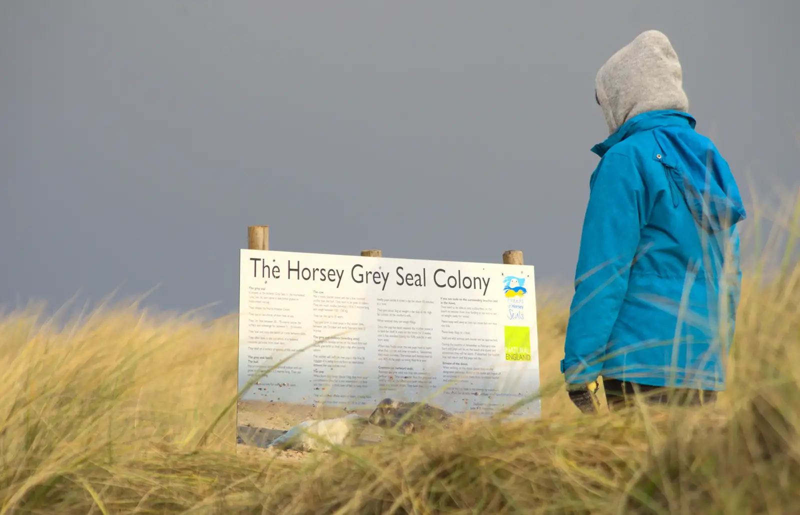 Isobel reads about the Horsey grey seals, from Horsey Seals and Sea Palling, Norfolk Coast - 2nd January 2017