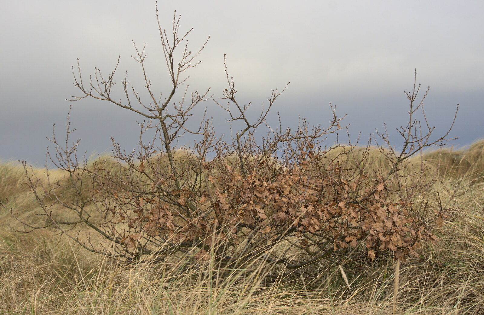A bush in the dunes clings on to its autumn leaves from Horsey Seals and Sea Palling, Norfolk Coast - 2nd January 2017