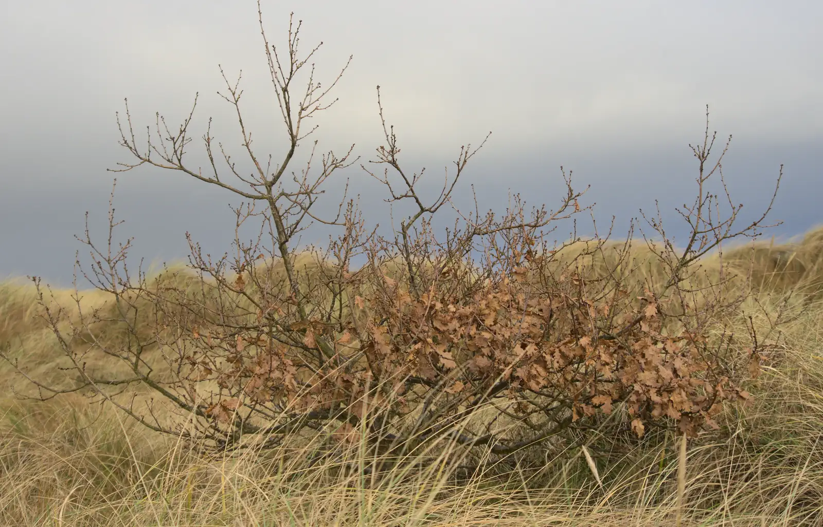 A bush in the dunes clings on to its autumn leaves, from Horsey Seals and Sea Palling, Norfolk Coast - 2nd January 2017