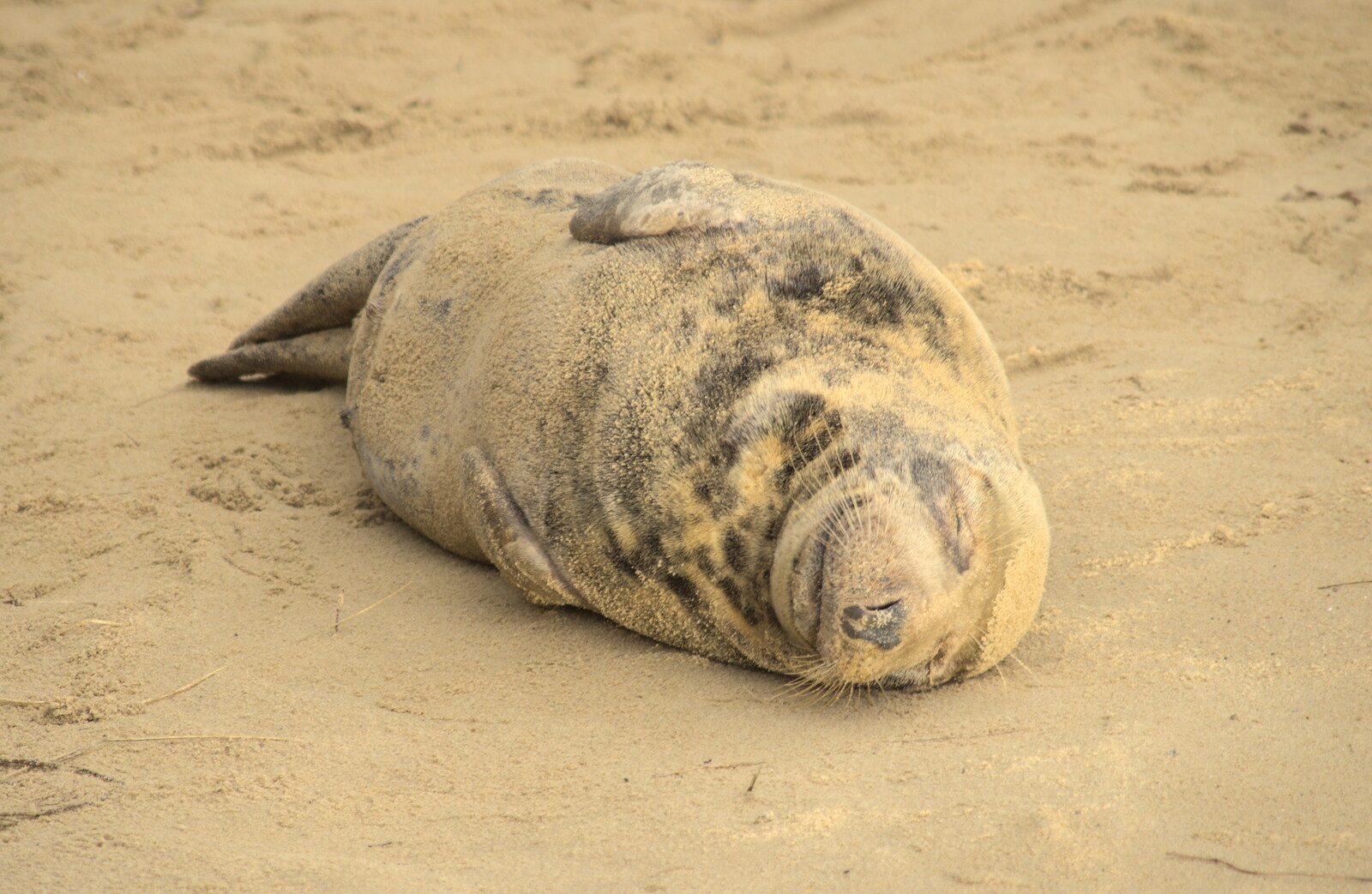 Happiness, seal style from Horsey Seals and Sea Palling, Norfolk Coast - 2nd January 2017