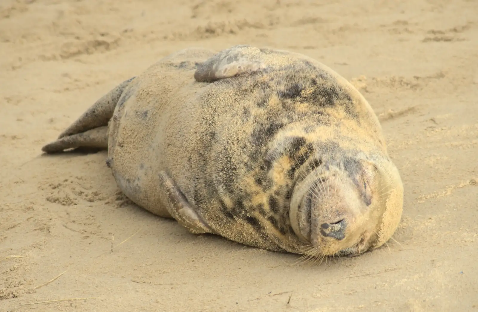 Happiness, seal style, from Horsey Seals and Sea Palling, Norfolk Coast - 2nd January 2017