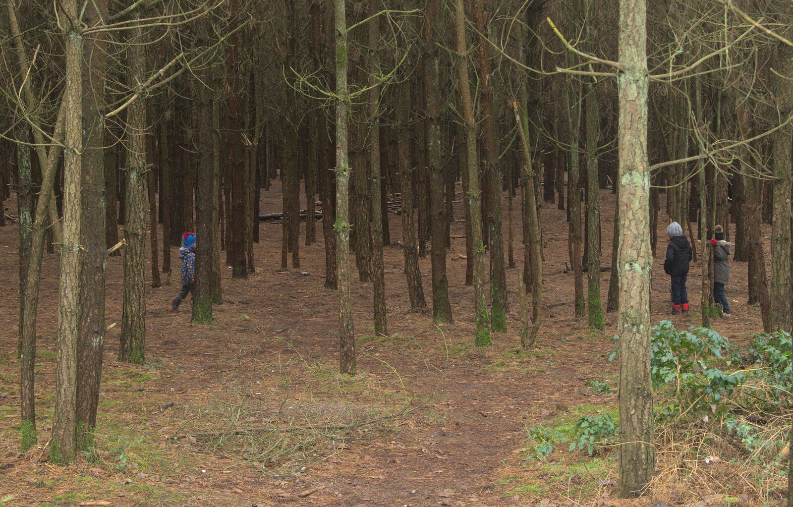 The children run off into the woods from A Day at High Lodge, Brandon, Suffolk - 3rd January 2017