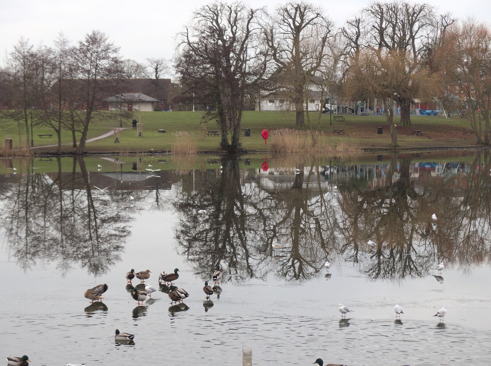 Ducks stand on the frozen Mere from Grandad's Fire and SwiftKey Moves Offices, Eye and Paddington - 23rd January 2017