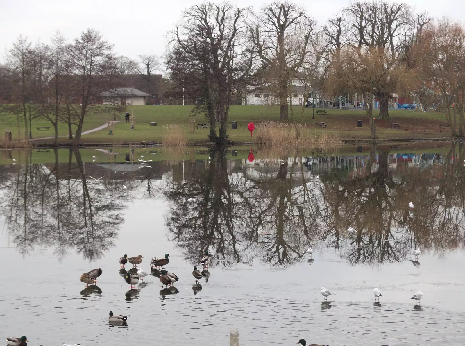 Ducks stand on the frozen Mere, from Grandad's Fire and SwiftKey Moves Offices, Eye and Paddington - 23rd January 2017