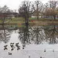 Ducks stand on the frozen Mere, Grandad's Fire and SwiftKey Moves Offices, Eye and Paddington - 23rd January 2017