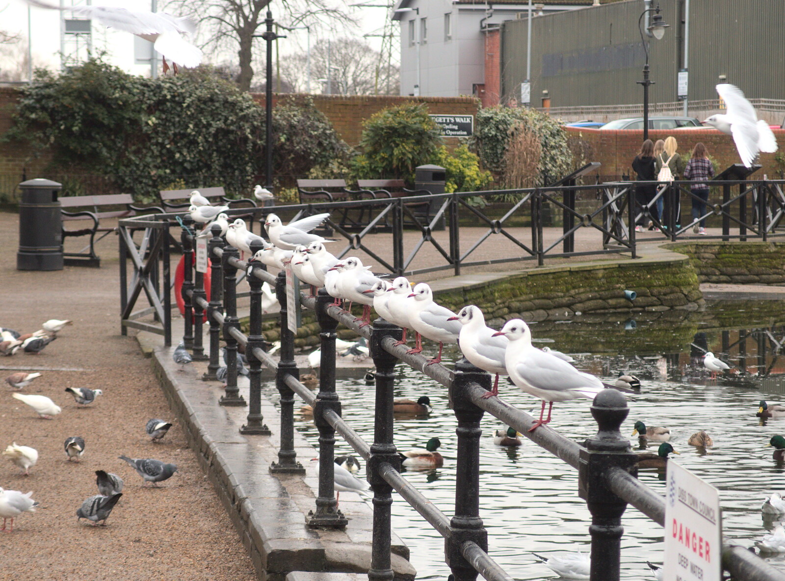 A line of seagulls on the railings from Grandad's Fire and SwiftKey Moves Offices, Eye and Paddington - 23rd January 2017