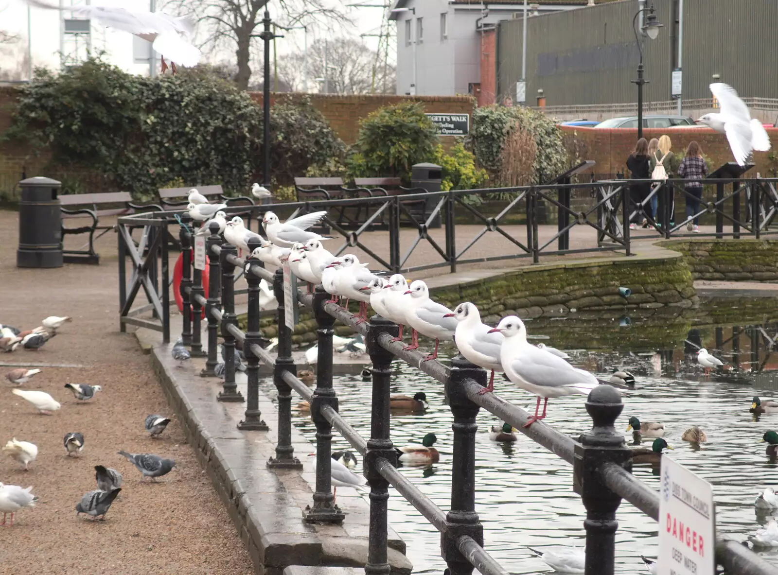 A line of seagulls on the railings, from Grandad's Fire and SwiftKey Moves Offices, Eye and Paddington - 23rd January 2017