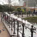 A line of seagulls on the railings, Grandad's Fire and SwiftKey Moves Offices, Eye and Paddington - 23rd January 2017