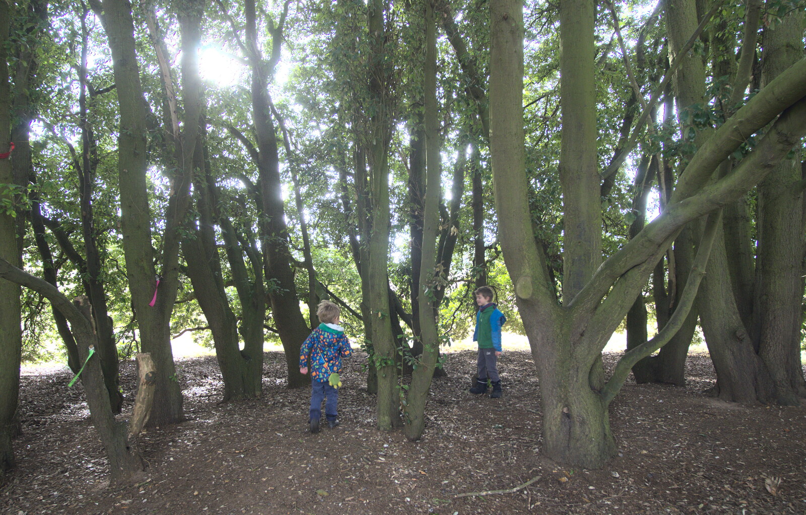 Harry and Fred find some trees to run around in from A Trip to Sutton Hoo, Woodbridge, Suffolk - 29th January 2017