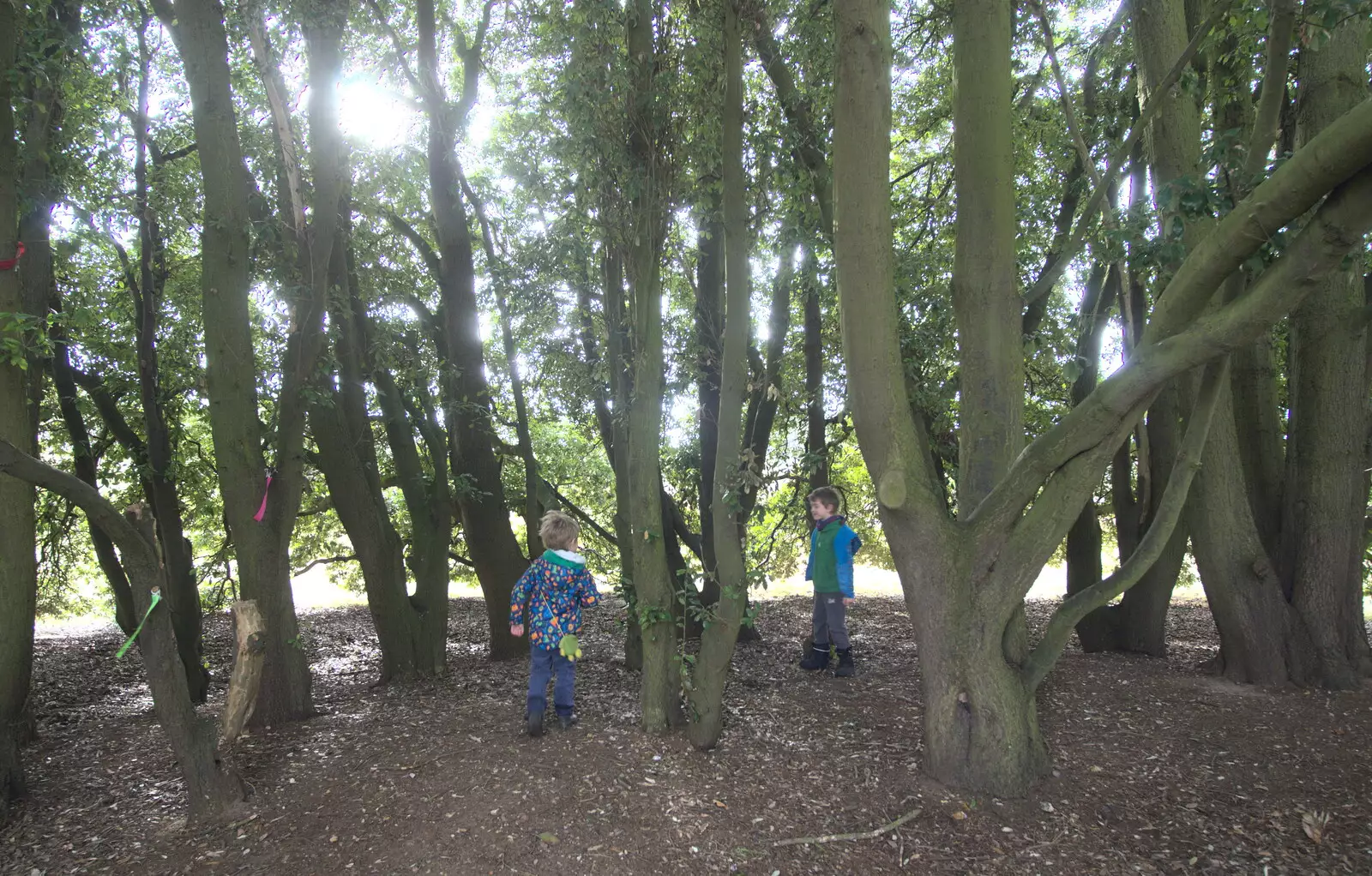 Harry and Fred find some trees to run around in, from A Trip to Sutton Hoo, Woodbridge, Suffolk - 29th January 2017