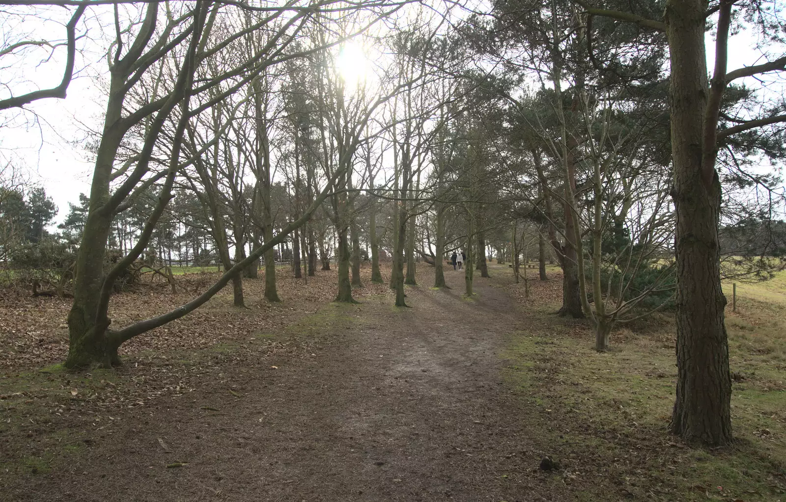 Sun through the trees, from A Trip to Sutton Hoo, Woodbridge, Suffolk - 29th January 2017