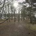 Sun through the trees, A Trip to Sutton Hoo, Woodbridge, Suffolk - 29th January 2017