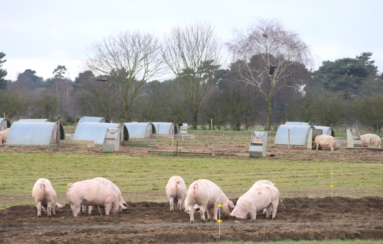 It's Pig City near the burial mounds from A Trip to Sutton Hoo, Woodbridge, Suffolk - 29th January 2017
