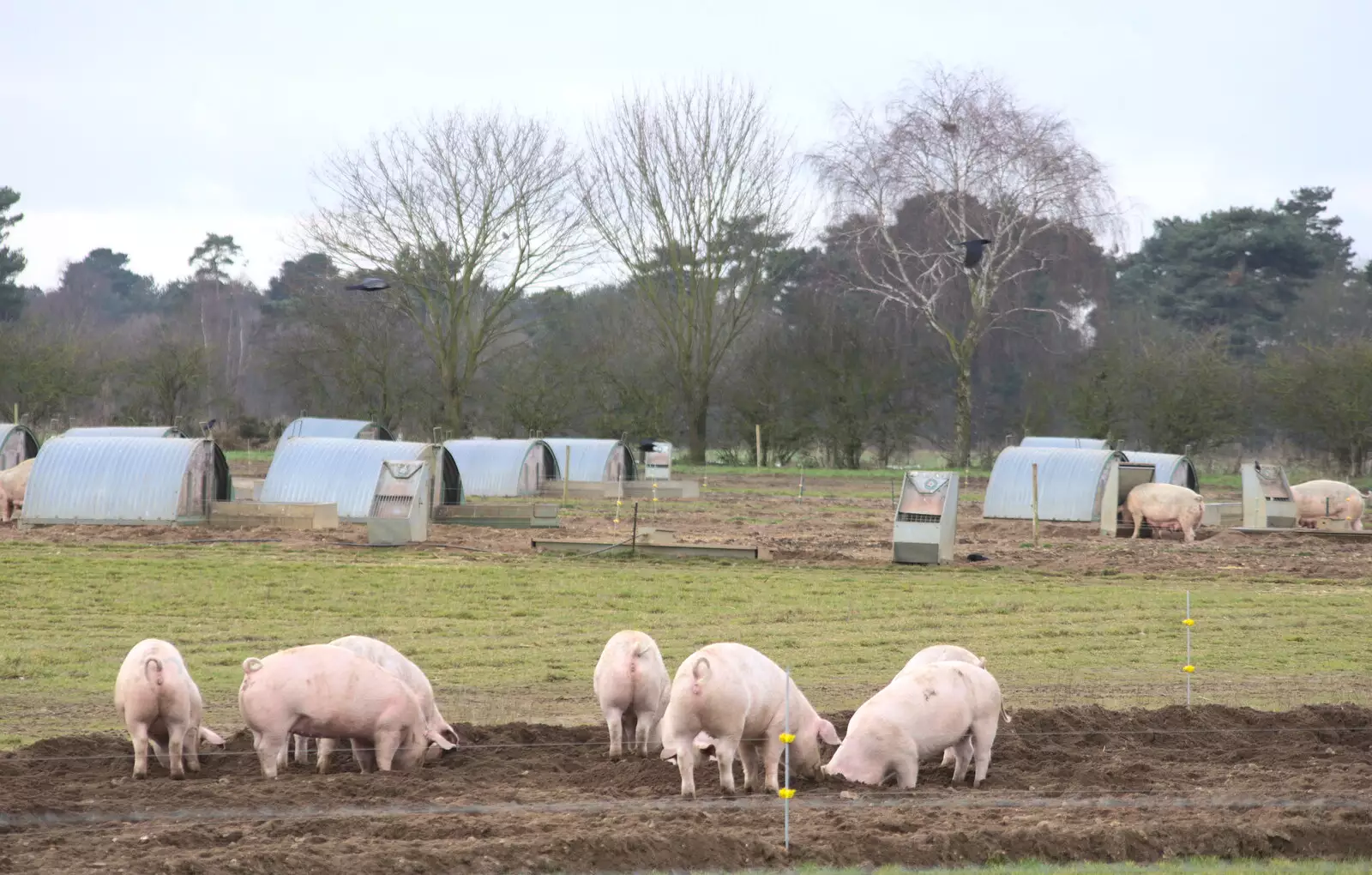 It's Pig City near the burial mounds, from A Trip to Sutton Hoo, Woodbridge, Suffolk - 29th January 2017