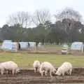 It's Pig City near the burial mounds, A Trip to Sutton Hoo, Woodbridge, Suffolk - 29th January 2017